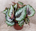 5" Begonia Rex Assortment